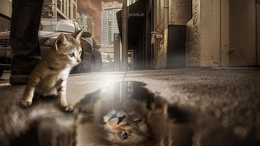 lion-cat-mirror-image-fantasy
